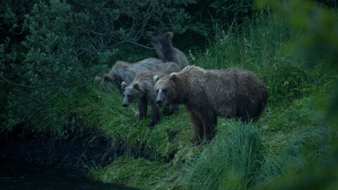 A Kodiak bear and her three cubs look for fish on the bank of the Buskin River on July 31.