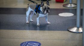  A dog stands near social distancing floor signage as holiday travelers pass through Los Angeles international Airport on Thanksgiving eve as the COVID-19 spike worsens and stay-at-home restrictions are increased on November 25, 2020 in West Hollywood, California. 