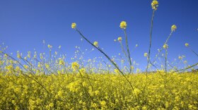 Sure they're pretty, but flowers — as well as trees and grasses — release huge amounts of pollen, which isn't great news for pollen-allergy sufferers. For asthmatic kids, these allergies may further aggravate symptoms such as wheezing.