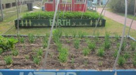 A community garden in Mid-City run by NOLA Green Roots.