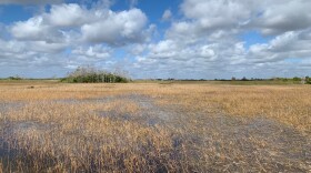 Everglades cypress dome. (Jenny Staletovich/WLRN)