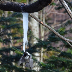 A Black-capped Chickadee drinks sweet sap from an icicle hanging from a maple tree in Finland on March 21, 2024.