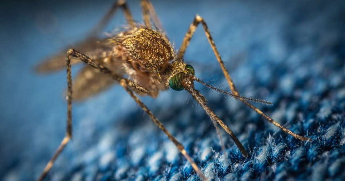 Orange County dengue numbers grow slightly, as state's outbreak continues