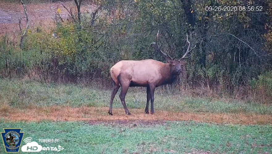 How to Safely Watch Elk: Expert Tips for Wildlife Viewing
