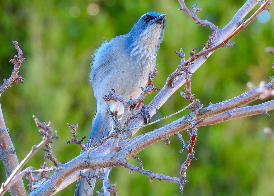 A Woodhouse's scrub-jay was spotted in the garden of a residence in south Boulder.