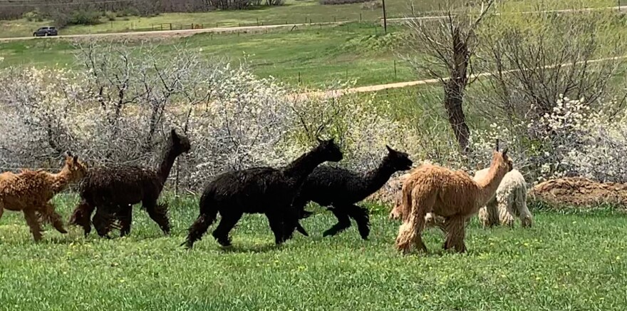 A small herd of alpacas at Triple H Ranch