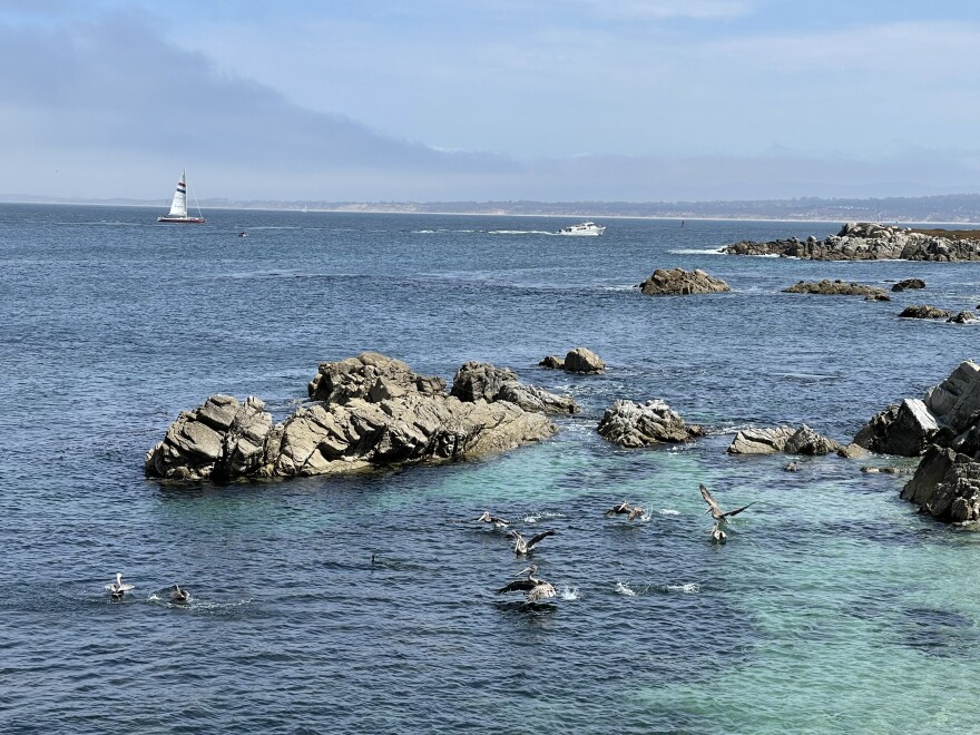 Brown pelicans take flight near Lover’s Point in Pacific Grove.