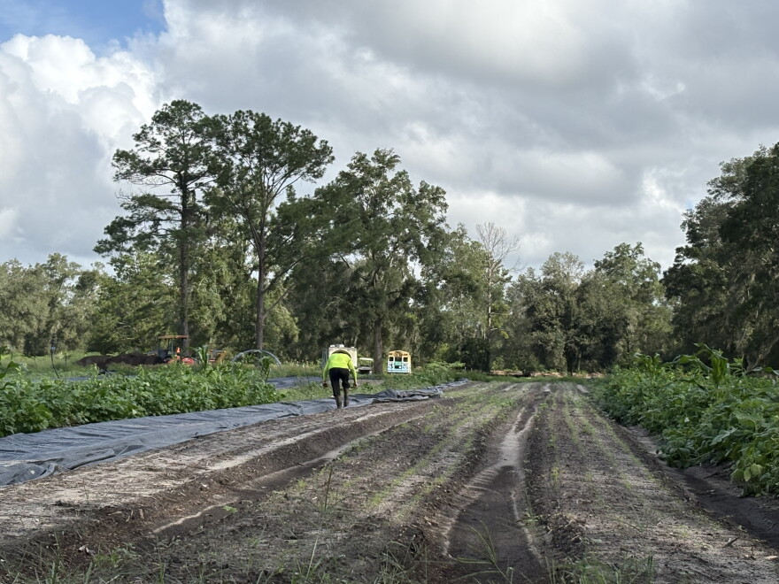 A farmer works in a field.