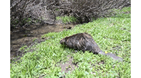 A beaver is pictured along a creek. John Livingston/CPW photo
