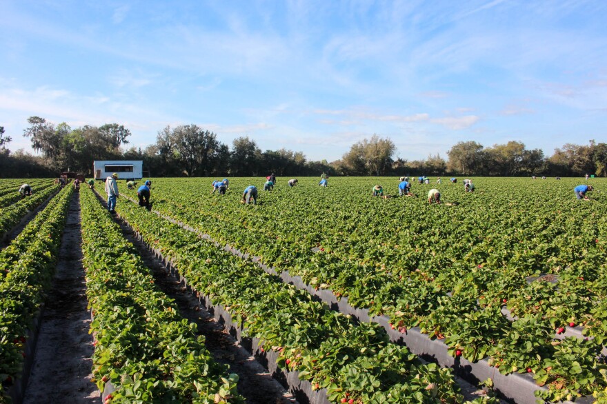 These workers are harvesting strawberries for Fancy Farms, near Plant City, Fla.