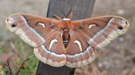 Various species of moths have their own versions of wing enhancements to avoid bat detection.