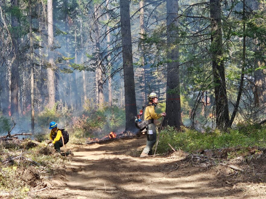 A member of the team monitors the area outside the controlled fire boundary. (Credit: Johanna Bejarano/ NWPB)