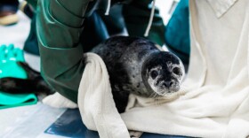 The newborn female pup found on a Nikiski beach.