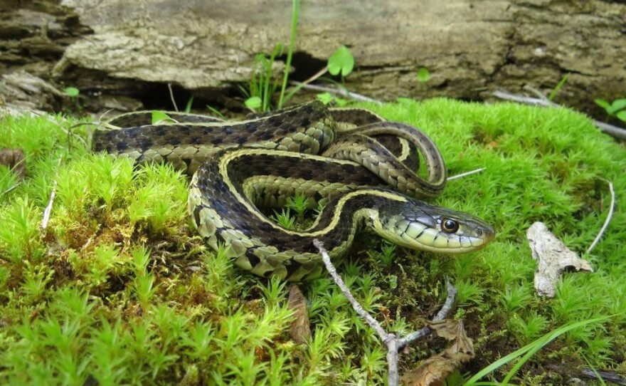 Why You Should Let A Copperhead Live In Your Yard Debunking Snake Myths Wunc Why You Should Let A Copperhead Live In Your Yard Debunking Snake Myths Wunc