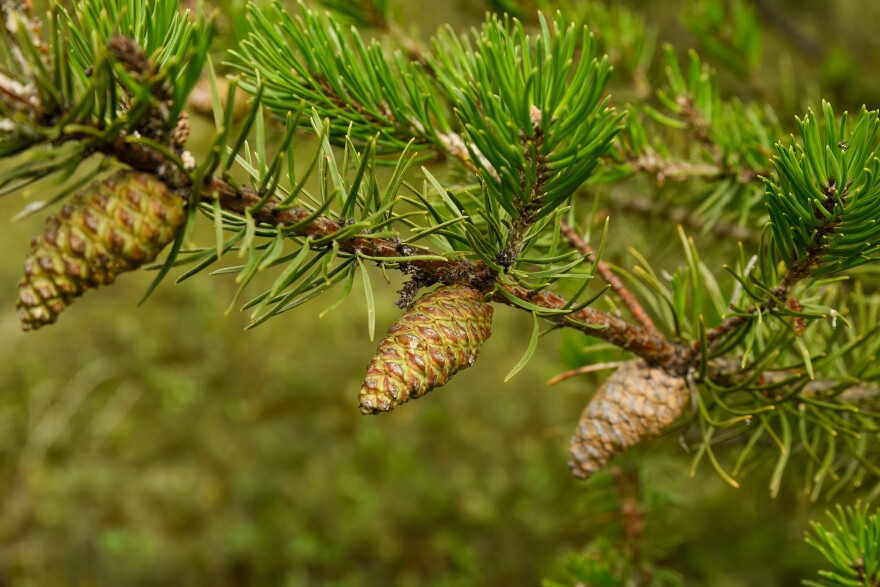 A branch of a jack pine. Kirtland's warblers are ground nesting birds, but they like the cover that young jack pines' lower branches offer.