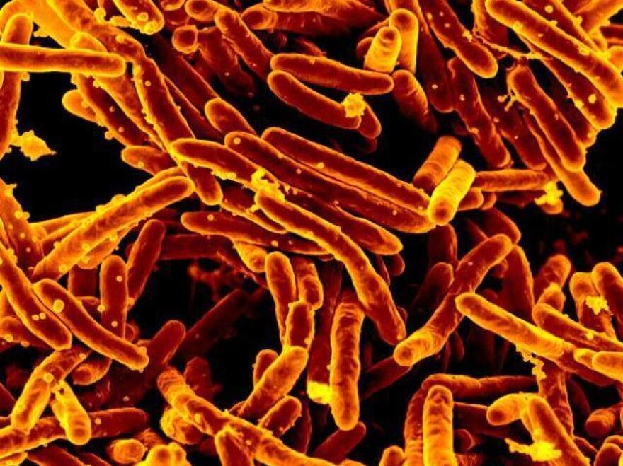 Although tuberculosis is declining around the world, drug-resistant strains of <em>Mycobacterium tuberculosis</em> are on the rise.