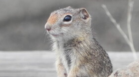  The northern Idaho ground squirrel can hibernate for up to 9.5 months.