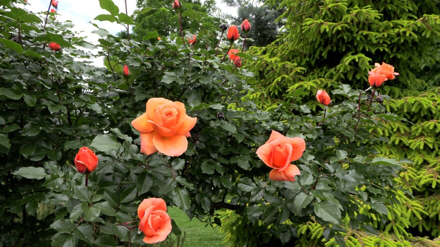 Roses in bloom at Way's Garden.