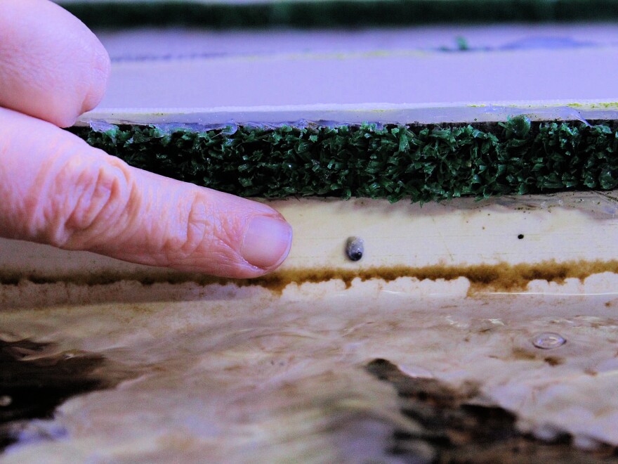 From little things big hopes grow.