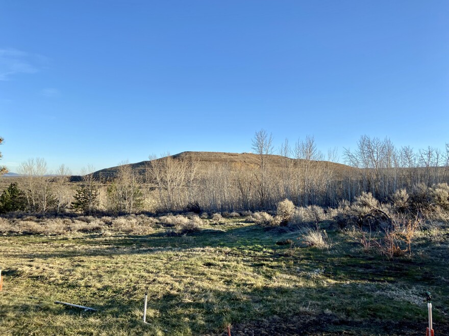 Aspen and cotton wood trees are in a row. Behind the trees is a brown landfill mound.