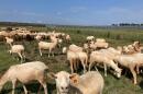 1,600 sheep are at home at the Spotsylvania Solar Center.