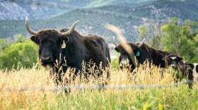 Yaks on the Smiling Buddha Ranch in the town of Ridgway. (Hart Van Denburg/CPR News)