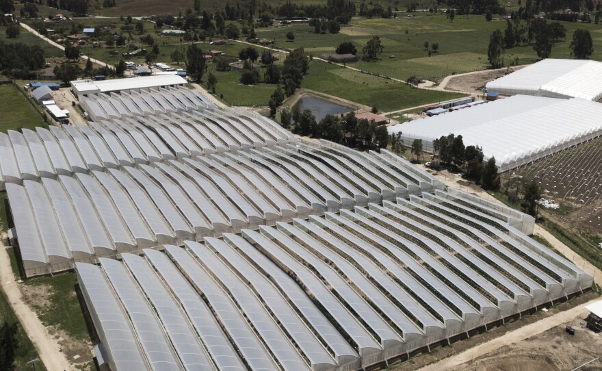 An aerial view of the Clever Leaves plantation in Pesca. It currently covers 37 acres and plans to expand cultivation to over 200 acres of marijuana plants by 2021.