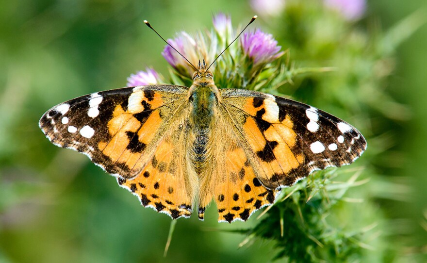 American Painted Lady Butterfly