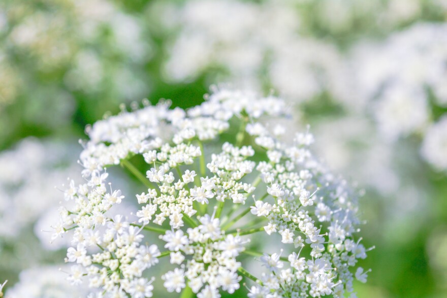 A white flowered plant.