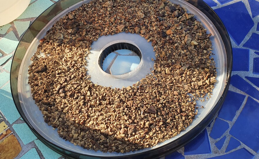 After the acorns get roughly chopped in the blender, they soak for a couple of days to remove the tannins, and then they are dried before milling into flour.