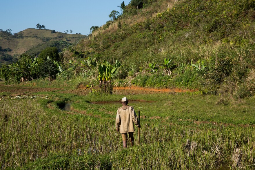 Marolahy says he plans to slash and burn a nearby hillside to expand his small farm, in part because rice production is less reliable than it used to be.