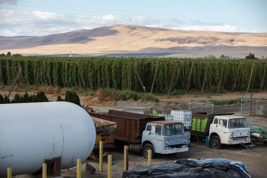 Fields full of hops. Two large white trucks are parked in a dirt lot next to a water tank.