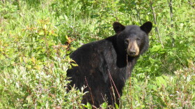 A bear was spotted over the weekend at Lake Eola. Another bear was hit and killed by a car after running around downtown Orlando last month.