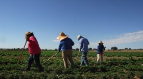 MIGRANT WORKERS IN A FIELD