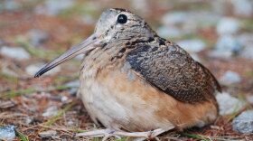 WYSO's Leila Goldstein went scouting for American Woodcocks in Charleston Falls Preserve.