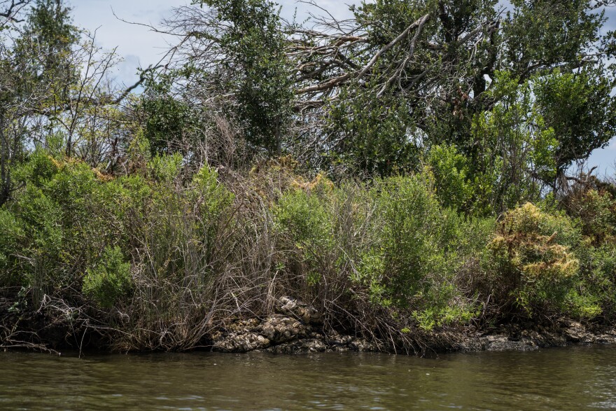 The living coastline project made through oyster shells in the Pointe-aux-Chenes bayou.