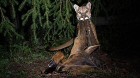 A mountain lion with its kill at night. 