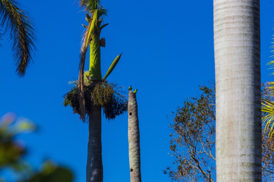 Royal Palms lining both sides of Royal Palm Way, a street in