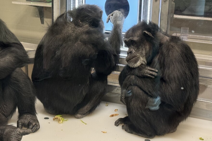 Chimpanzees in the Cognitive Center at the Indianapolis Zoo.