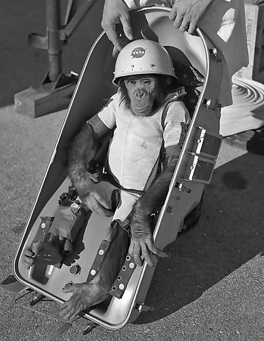 In January 1961, Ham became the first chimpanzee launched into space, proving a living creature could survive the extreme g-forces and weightlessness of suborbital flight.