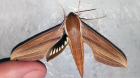 Xylophanes tersa tersa (Tersa sphinx)