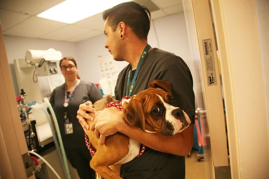 boxer dog 
