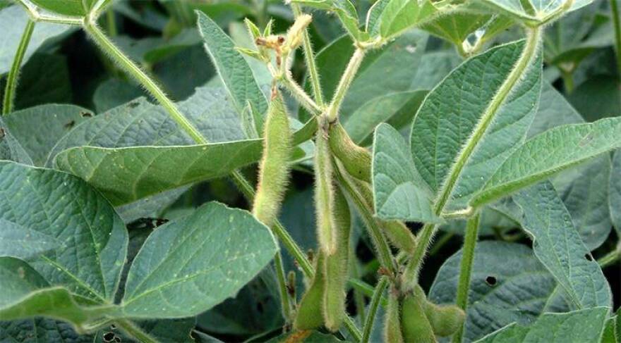 Hoosier farmers may decide to plant soybeans because their shorter growing season, if the delays for corn last into June.