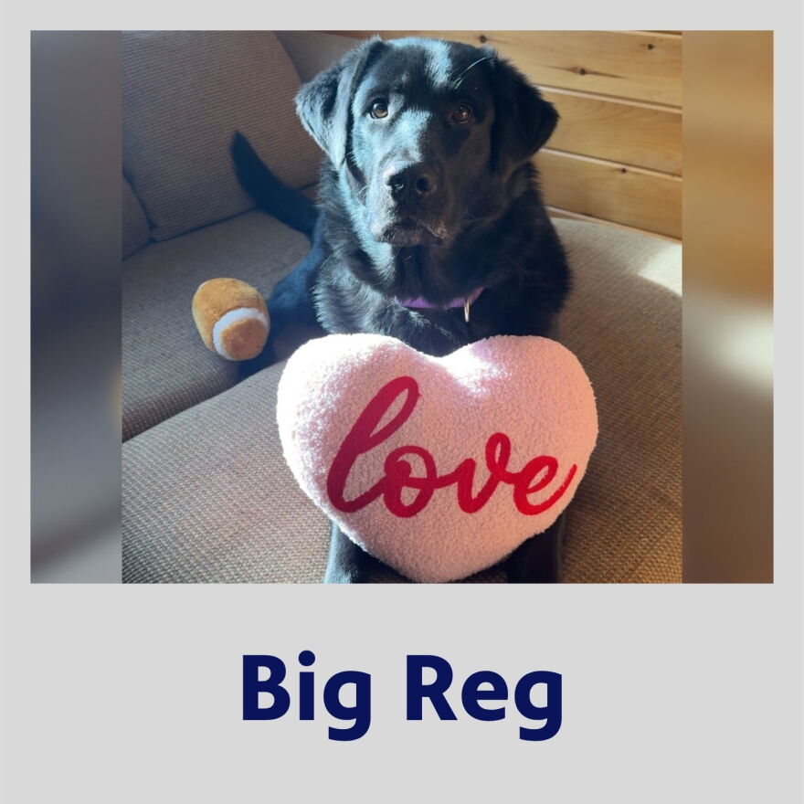 Photo of Big Reg the dog in a polaroid frame with their name in bold, blue text underneath.