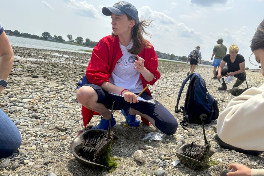 Kyra Lerner, a biology major at Sacred Heart University, tags horseshoe crabs.