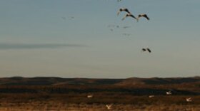 bosque-del-apache-med
