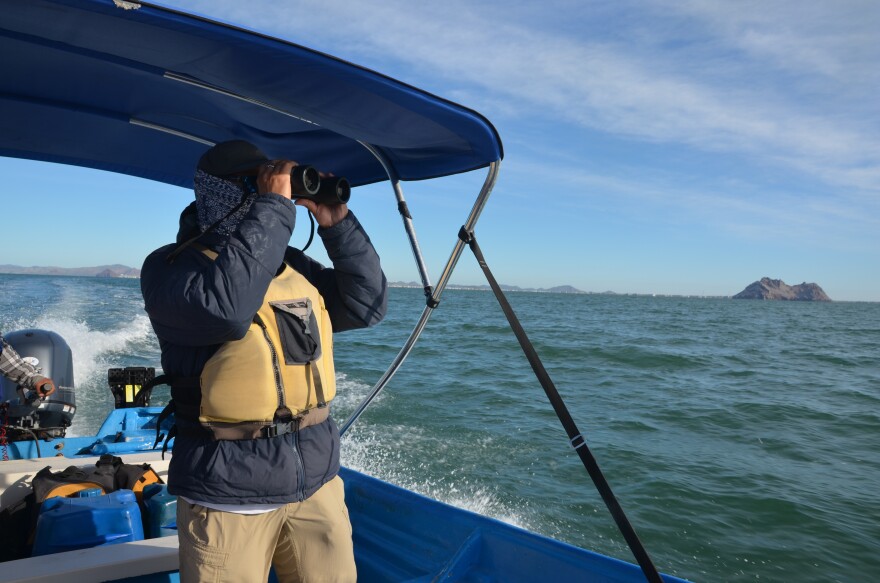 Gulf of California whale researcher Hector Pérez Puig scans the horizon for marine mammals to gain hints about the health of the gulf.
