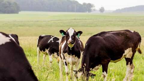 Dairy Cattle on Summer Pasture
