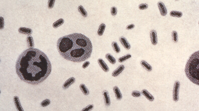 This illustration depicts <em>Klebsiella pneumoniae</em> bacteria, which can cause different types of infections, including pneumonia, bloodstream infections and meningitis.