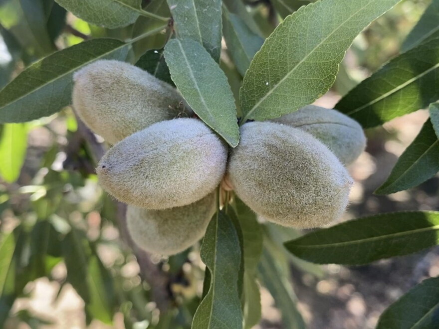 Almonds, still in their green hulls, hang on a tree at an orchard owned by farmer Joe Del Bosque in Firebaugh, Calif., on July 9, 2021